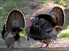 C-0006-Turkey-Dance-B-Resize