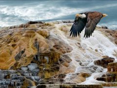 C-0026-In-Yellowstone-Resize