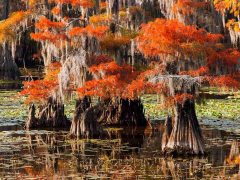 C-0086-Resize