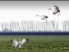 C-0100-Resize