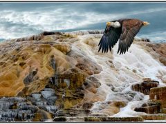 C-0103-Mammoth-Hot-Spring-Terraces-Resize