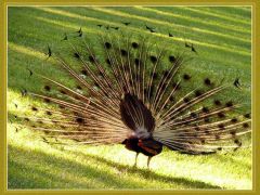 C-0127-Resize
