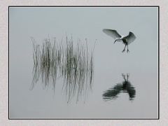 C-0136D-Reflection-Resize