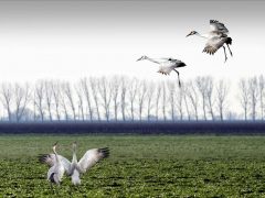 C-0169-X-Edited-Resize