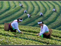 C-0188-A-028-Phu-Tho-Tea-Hills-Resize