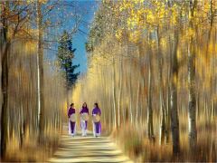 C-0190-A-1-Golden-Autumn-3-16x12-Resize