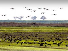C-0370-_MGL9740-X-Resize